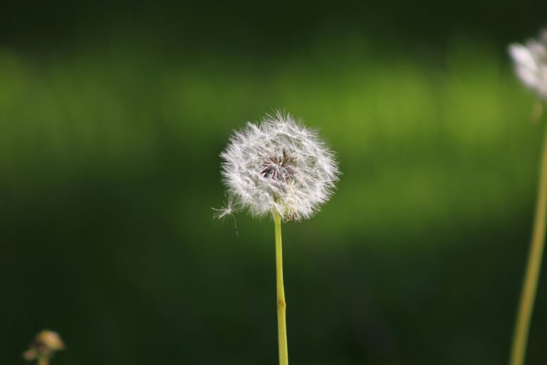 dandelion