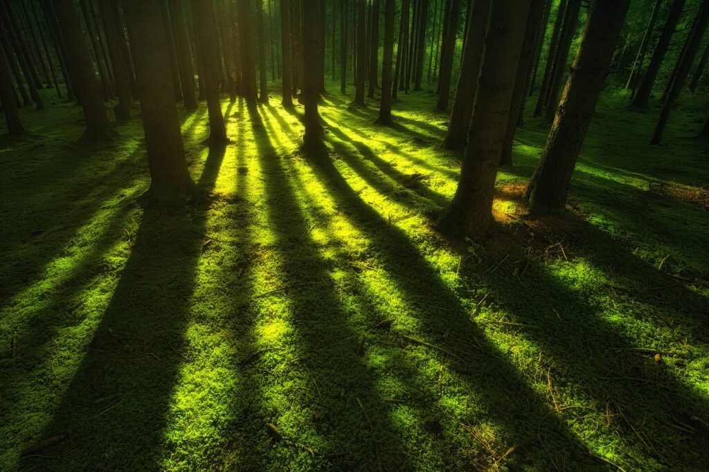 forest