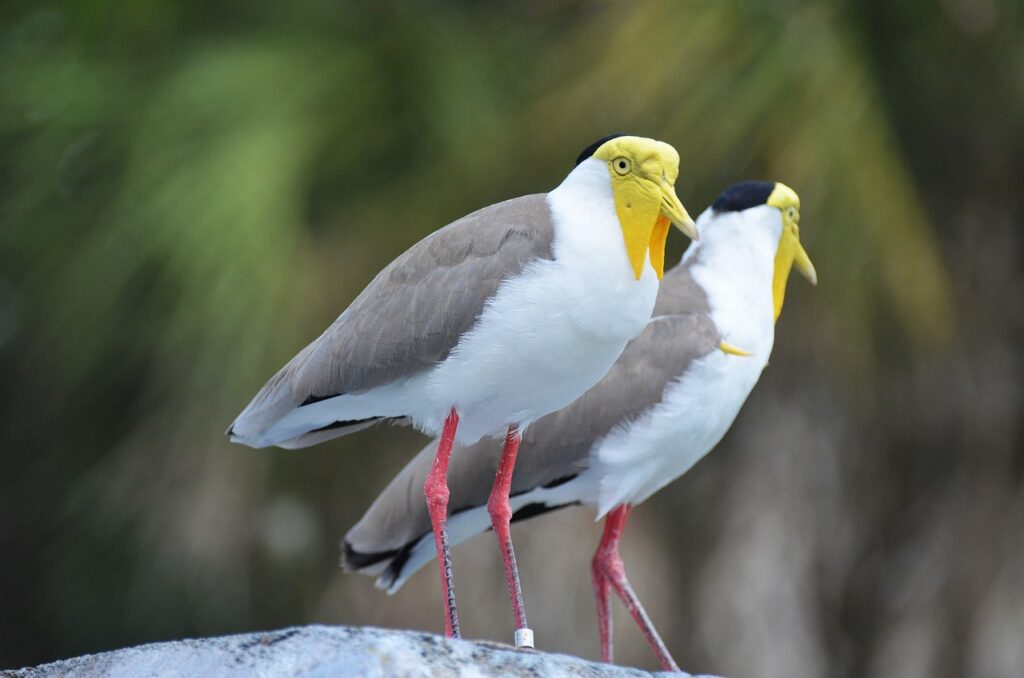 lapwing-masked-australian