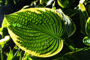 leaf