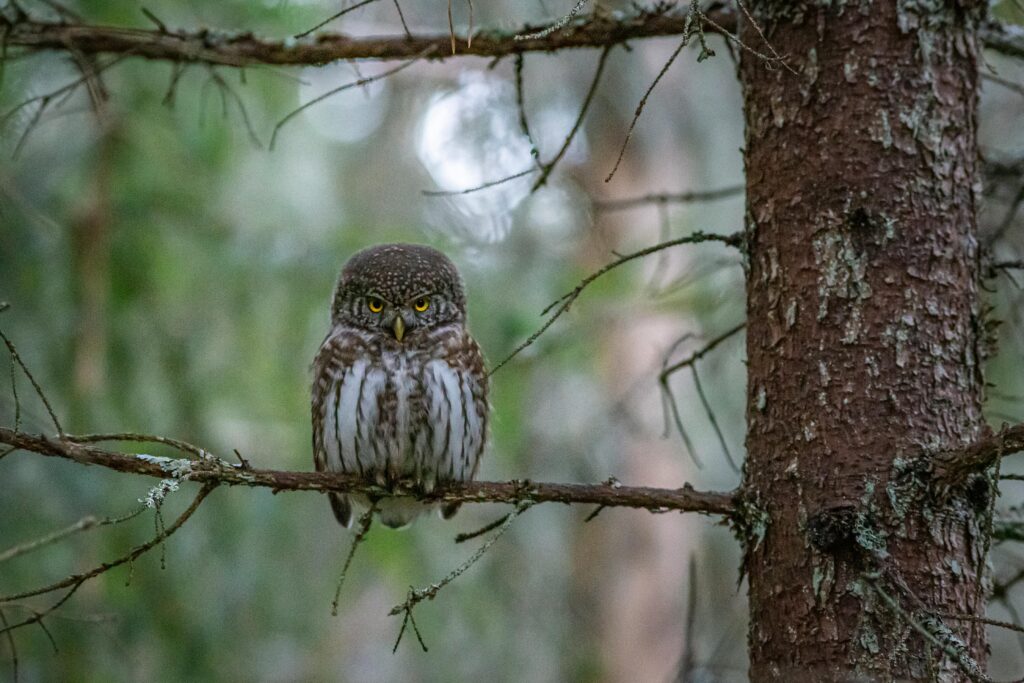 owl on a tree